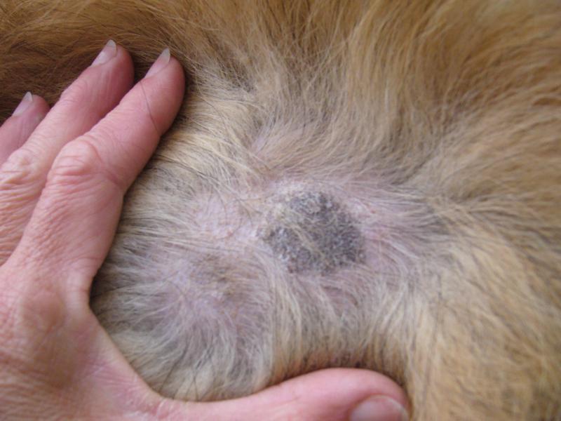 Choisir un chien exige de la prudence - Blog Canin Choisir un chien exige de la prudence - Blog Canin