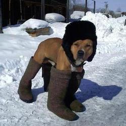 proteger-chien-hiver-froid-neige