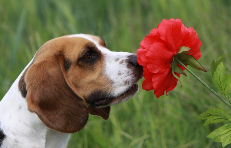 Beagle qui sent une fleur