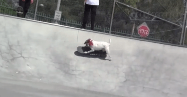 parson russel terrier fou de skateboard