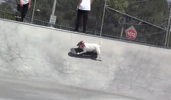 parson russel terrier fou de skateboard