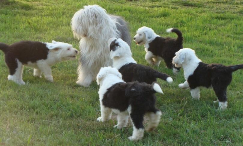 chiots bobtails et leur mère