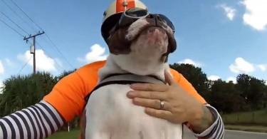 vidéo drôle d'un bulldog