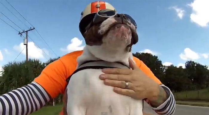 vidéo drôle d'un bulldog