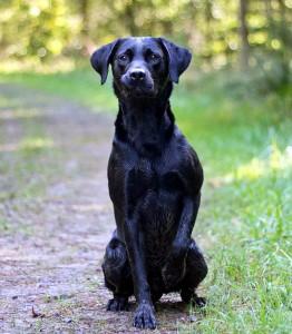 chien dans la forêt