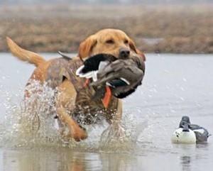 chien de chasse