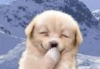 photos drôles au sujet des chiens