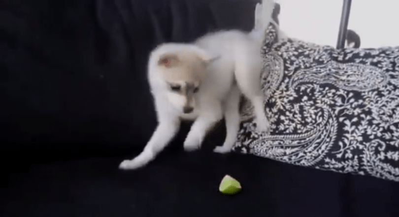 Chiot husky qui découvre citron