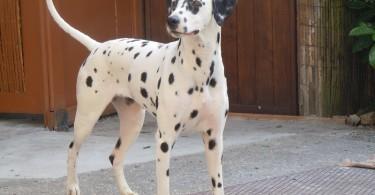 dalmatien