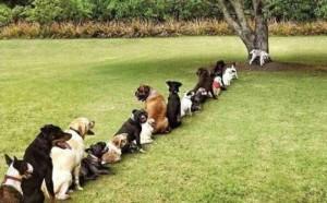 file d'attente de chiens pour uriner