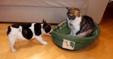 bulldog tente de récupérer son panier face à un chat stoïque