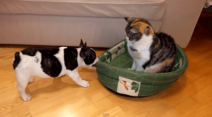 bulldog tente de récupérer son panier face à un chat stoïque