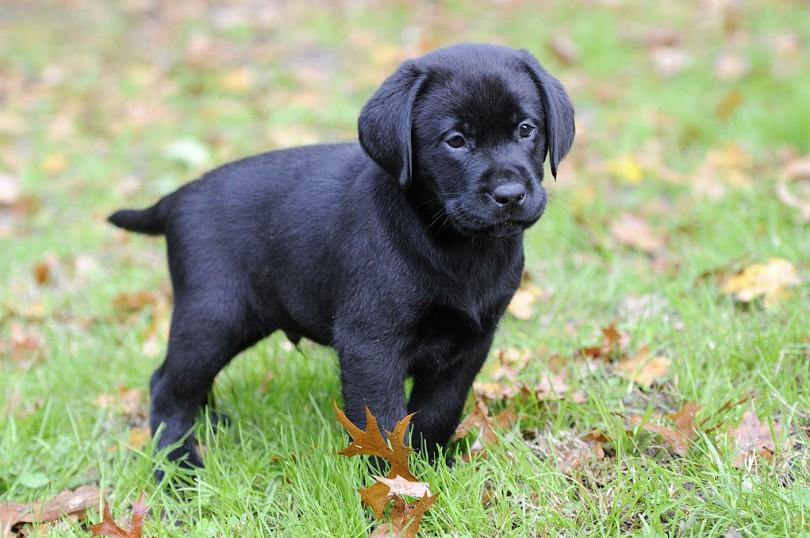 chiot labrador