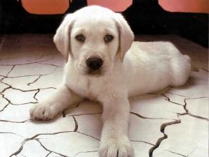 chiot labrador