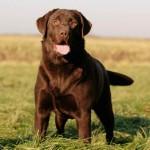 labrador adulte chocolat