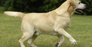 labrador