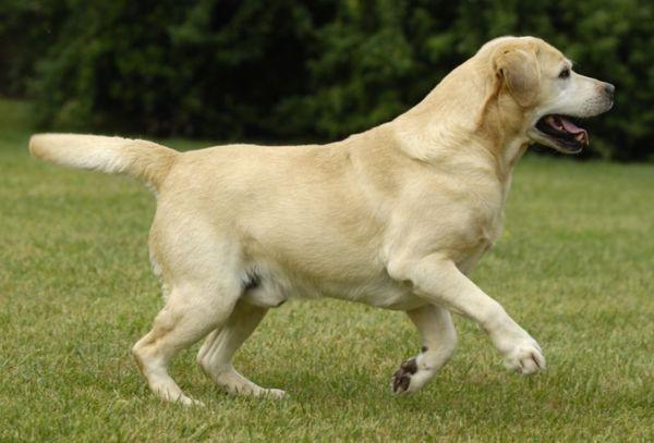 Taille labrador