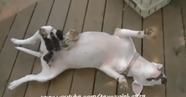 femelle bull terrier joue le role de maman pour des poussins