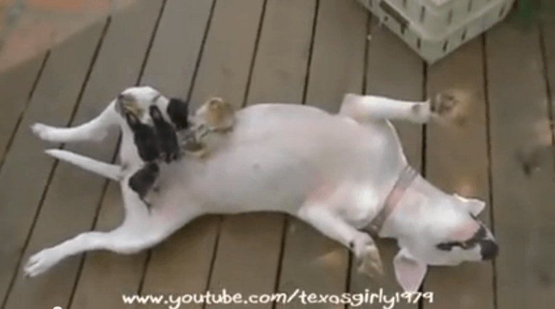 femelle bull terrier joue le role de maman pour des poussins