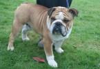 bulldog anglais