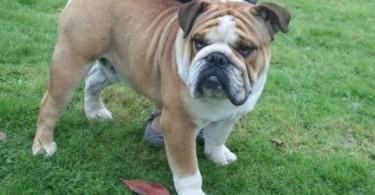 bulldog anglais