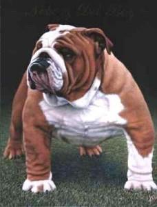 bulldog anglais adulte