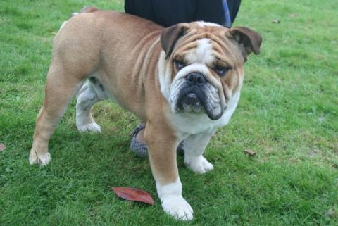 Le bulldog anglais : fiche descriptive des caractéristiques de ce petit  chien