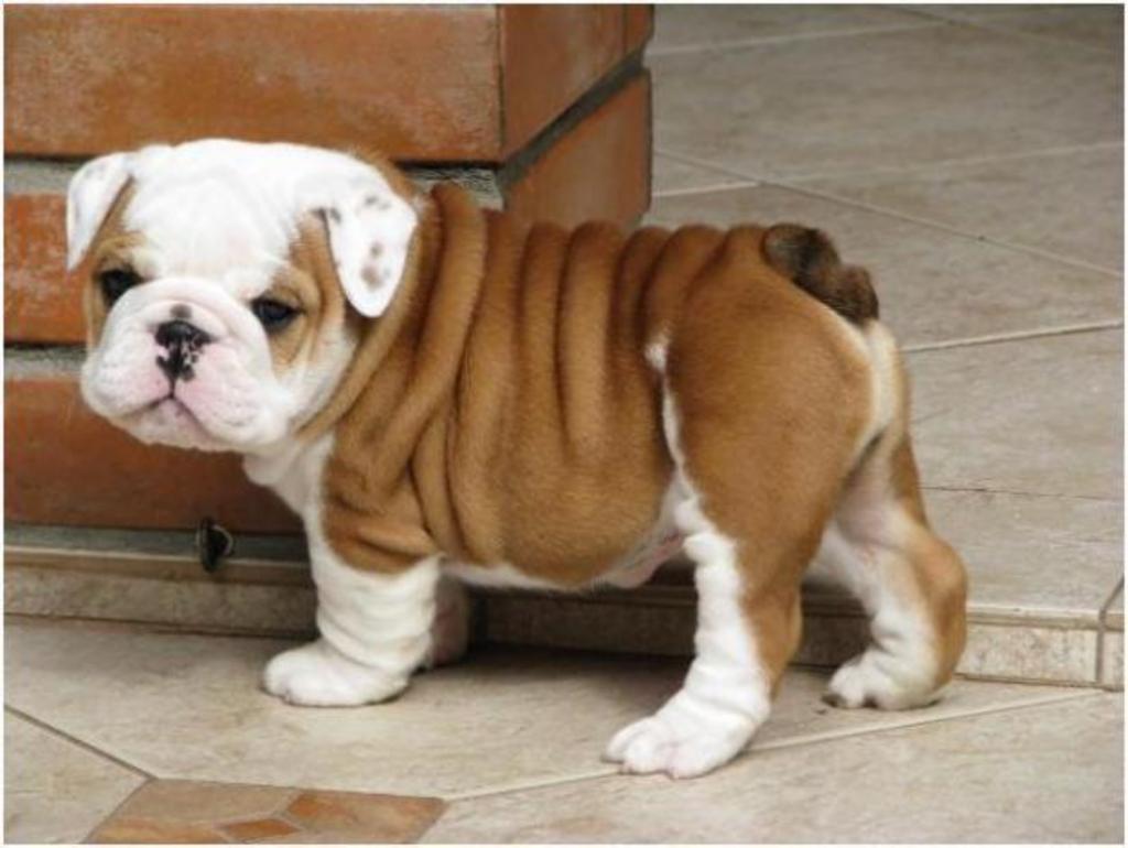 chiot bulldog anglais