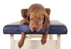 comment masser son chien