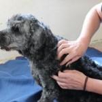 massage epaule chien