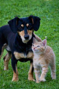 cat-and-dog