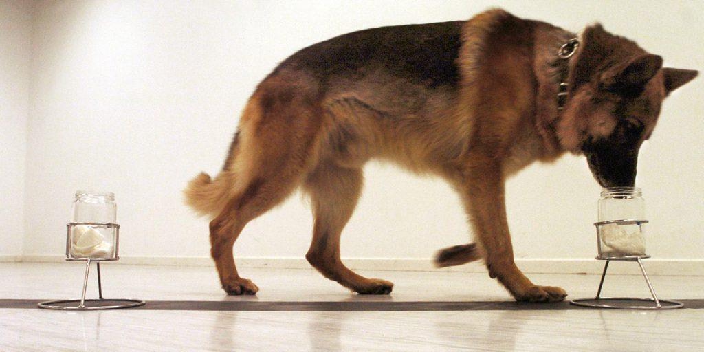 Flair du chien comment fonctionne l'odorat du chien — free download