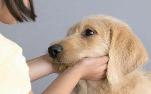 girl-petting-dog_3232147b