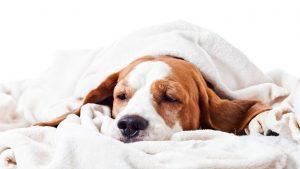 img_comment_treat_le_cold_de_votre_chien_682_orig