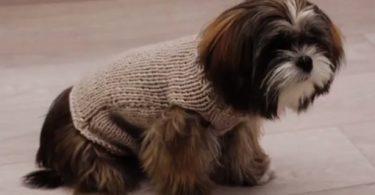 manteau-chien-en-laine-gris