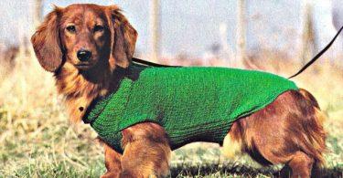 manteau-chien-en-laine-vert