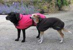 manteau pour chien