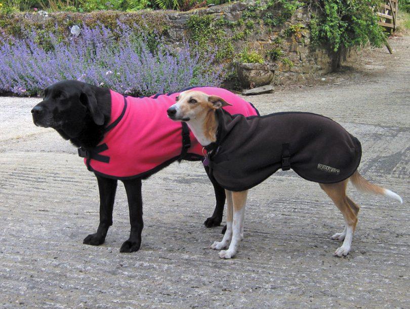 manteau pour chien