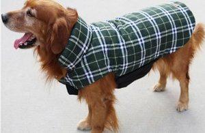 manteau-pour-chien-impermeable-vert-et-blanc