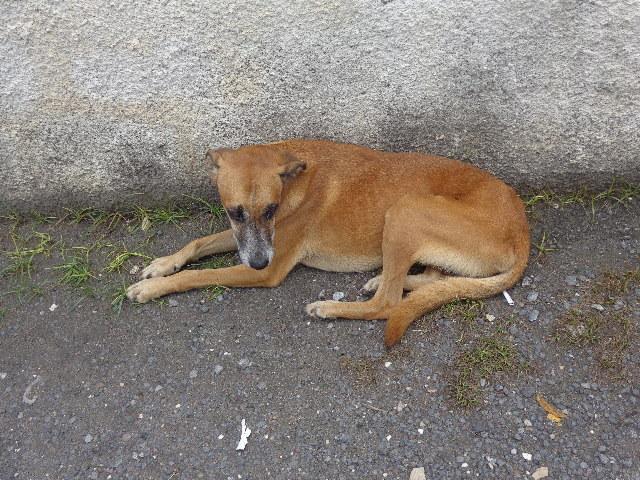 chien à adopter