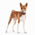 chien basenji