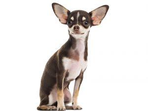 chien chihuahua