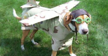 prendre l'avion avec un chien