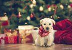cadeau de Noël pour chien