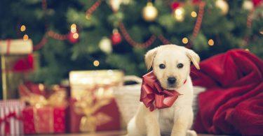 cadeau de Noël pour chien