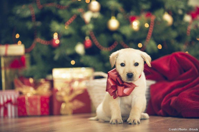 cadeau de Noël pour chien