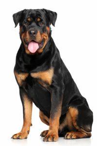 chien rottweiler