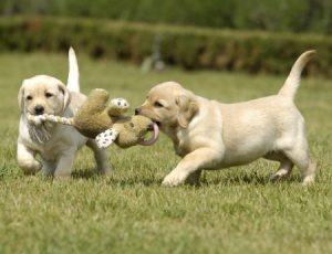 cachorros jugando con peluches