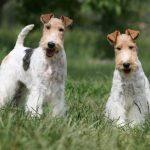 fox-terrier