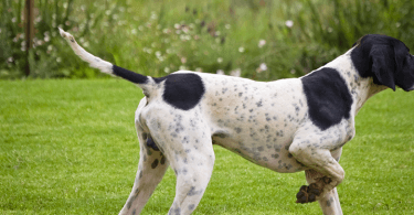 queue du chien